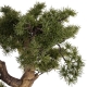 DUŻE Dekoracyjne DRZEWKO BONSAI Sztuczny kwiat w Doniczce 64 x 102 x 44 cm