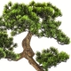 DUŻE Dekoracyjne DRZEWKO BONSAI Sztuczny kwiat w Doniczce - 65 x 60 x 35 cm