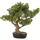 DUŻE Dekoracyjne DRZEWKO BONSAI Sztuczny kwiat w Doniczce - 48 x 50 x 28 cm