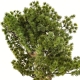 DUŻE Dekoracyjne DRZEWKO BONSAI Sztuczny kwiat w Doniczce - 48 x 50 x 28 cm