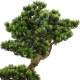 DUŻE Dekoracyjne DRZEWKO BONSAI Sztuczny kwiat w Doniczce - 67 x 60 x 33 cm