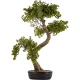DUŻE Dekoracyjne DRZEWKO BONSAI Sztuczny kwiat w Doniczce - 75 x 65 x 35 cm